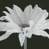 Black And White Daisy Diamond Paintings