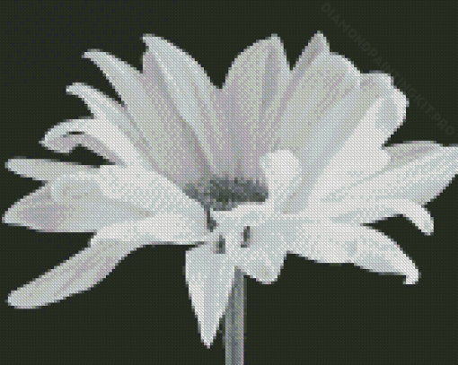 Black And White Daisy Diamond Paintings