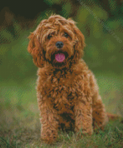 Brown Cockapoodle Dog Diamond Paintings