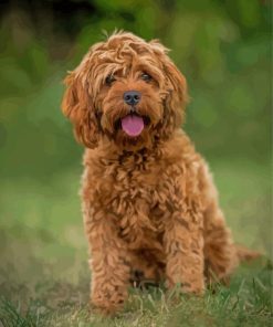 Brown Cockapoodle Dog Diamond Paintings