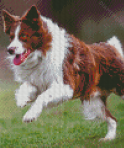 Brown Border Collie Running Dog Diamond Paintings