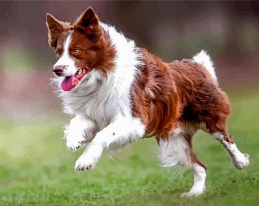 Brown Border Collie Running Dog Diamond Paintings