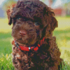 Chocolate Labradoodle Puppy Diamond Paintings