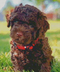 Chocolate Labradoodle Puppy Diamond Paintings