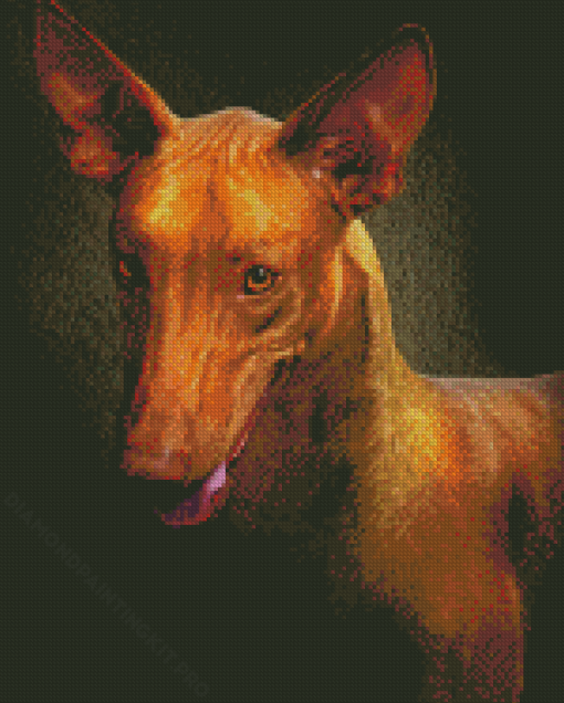 Close Up Pharaoh Hound Dog Diamond Paintings