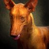 Close Up Pharaoh Hound Dog Diamond Paintings