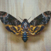 Death Moth Insect Diamond Paintings