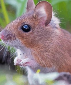 Field Mouse Diamond Paintings