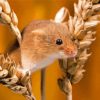 Field Mouse With Wheat Diamond Paintings