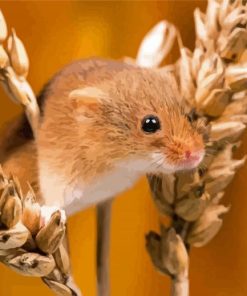 Field Mouse With Wheat Diamond Paintings