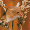 Field Mouse With Wheat Diamond Paintings