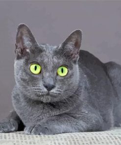 Grey Korat Cat Diamond Paintings