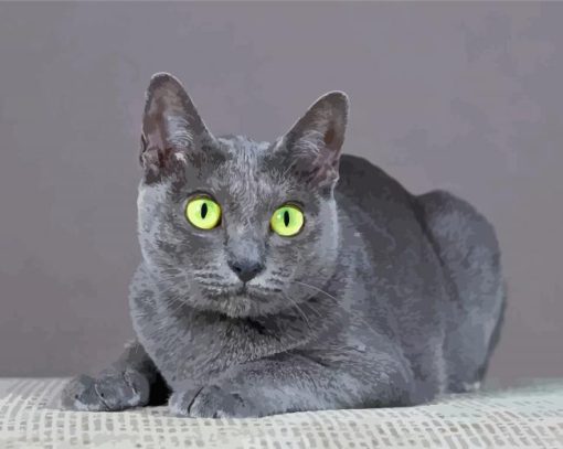 Grey Korat Cat Diamond Paintings