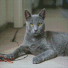 Grey Korat Cat Pet Diamond Paintings