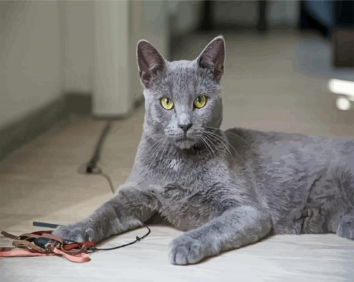 Grey Korat Cat Pet Diamond Paintings