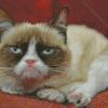 Grumpy Tardar Sauce Cat Diamond Paintings