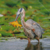 Heron And Orange Fish Diamond Paintings