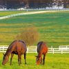 Horses Farm Diamond Paintings