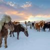 Icelandic Horses Flock Diamond Paintings