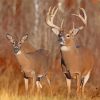 Large Buck And Doe Diamond Paintings