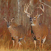 Large Buck And Doe Diamond Paintings