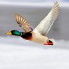 Mallard Duck Bird Flying Diamond Paintings