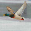 Mallard Duck Bird Flying Diamond Paintings