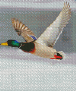 Mallard Duck Bird Flying Diamond Paintings