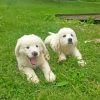 Maremma Sheepdog Puppies Diamond Paintings