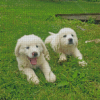 Maremma Sheepdog Puppies Diamond Paintings