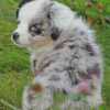 Mini Australian Sheep Dog Diamond Paintings