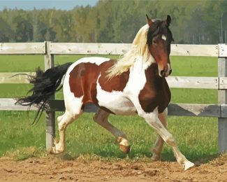 Pinto Horse In Farm Diamond Paintings