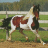 Pinto Horse In Farm Diamond Paintings