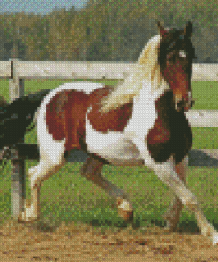 Pinto Horse In Farm Diamond Paintings