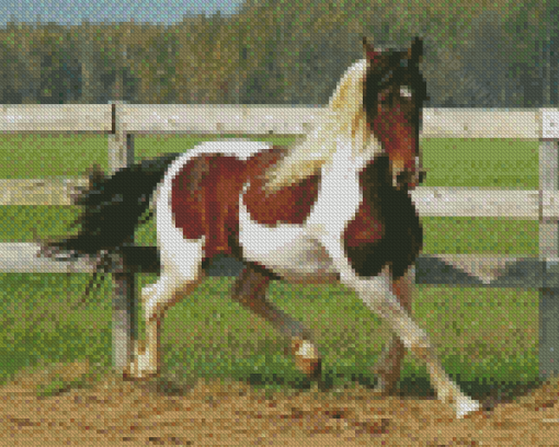 Pinto Horse In Farm Diamond Paintings