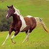 Pinto Horse Running Diamond Paintings