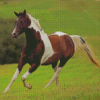 Pinto Horse Running Diamond Paintings