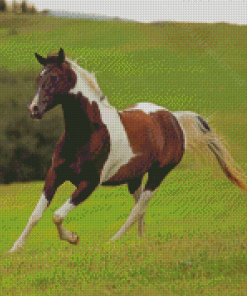 Pinto Horse Running Diamond Paintings