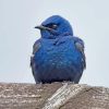 Purple Martin Diamond Paintings