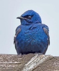 Purple Martin Diamond Paintings