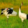 Red Crowned Cranes Diamond Paintings