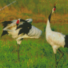 Red Crowned Cranes Diamond Paintings