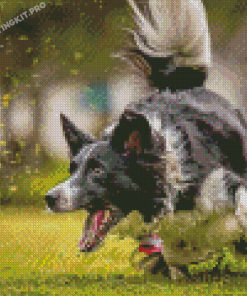 Sport Dog Diamond Paintings