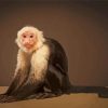 The Capuchin Monkey Diamond Paintings