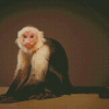 The Capuchin Monkey Diamond Paintings