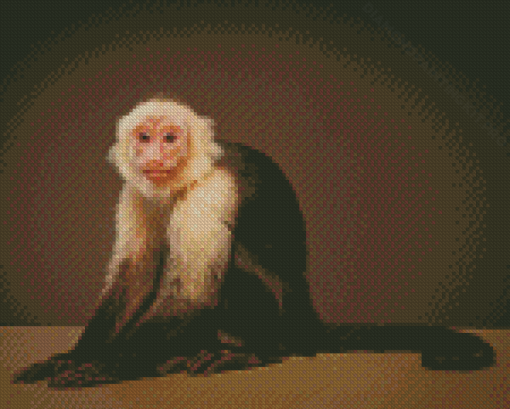 The Capuchin Monkey Diamond Paintings