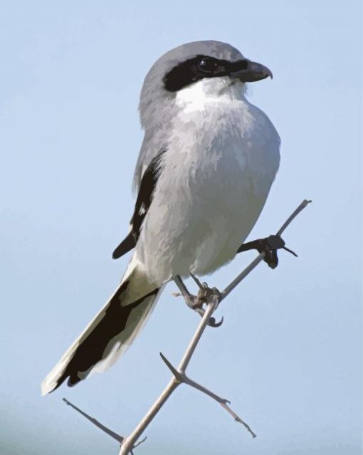 Aesthetic Loggerhea Shrike Diamond Paintings