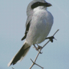 Aesthetic Loggerhea Shrike Diamond Paintings