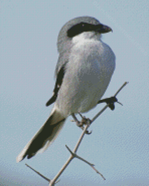 Aesthetic Loggerhea Shrike Diamond Paintings