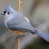 Aesthetic Tufted Titmouse Diamond Paintings